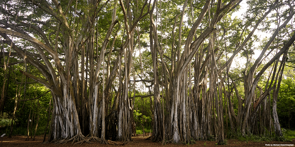 Banyan tree